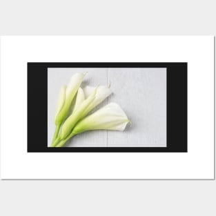 Elegant spring flower, calla lily Posters and Art